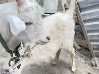 Bock, Getter — foto 3