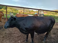 Mucca, Simmental cattle — foto 7