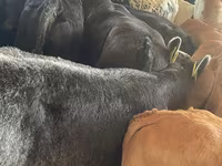 Cattle (batch, sex not specified), Simmental cattle — photo 4