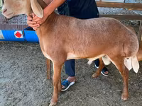 Baran, Edilbay sheep — zdjęcie 3