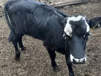 பசு, Russian Black pied cattle — புகைப்படம் 1