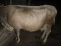 گاو ماده, گاو — عکس 3