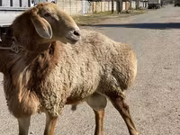 قوچ, Arashan sheep — عکس 3