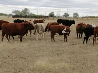 Krava, Swiss cattle — foto 1