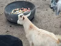 암염소, Kamori goats — 사진 4
