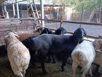 میش, Rhon sheep — عکس 2