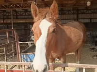 Faras dhaddig, Horses — sawirka 2
