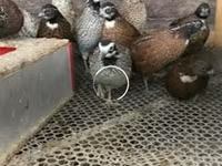 Guinea fowl — ፎቶ 1