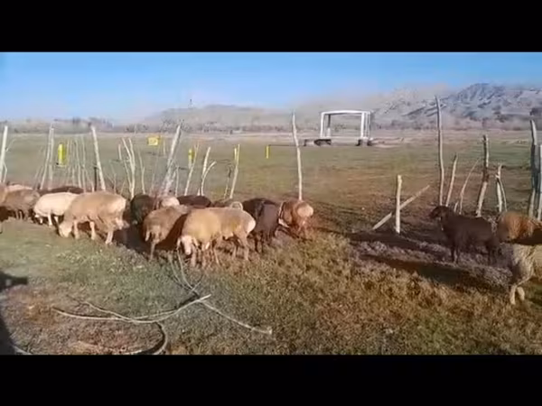 Beran, Hissar sheep