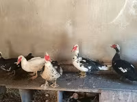 Domestic Muscovy — foto 1