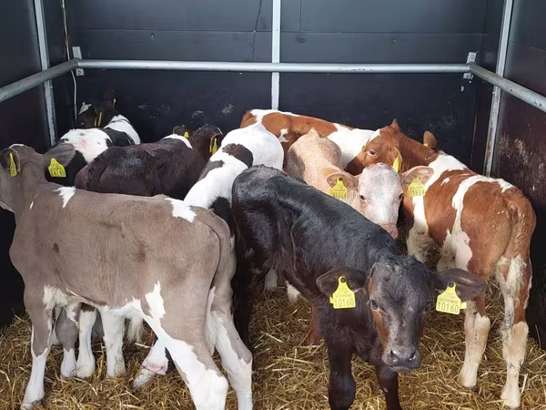 Toro, Simmental cattle