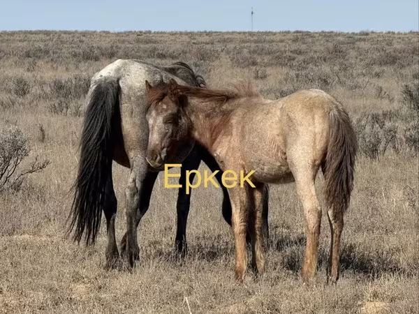اسب نر, اسب