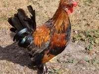 Chickens — عکس 7