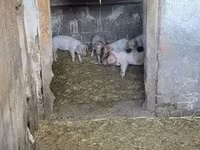 母猪, Pigs — 照片 1
