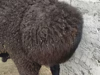 Beran, Hissar sheep — foto 2