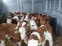 Býk, Simmental cattle — foto 5