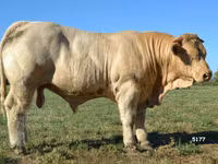 Tyre, Charolais cattle — foto 1