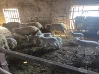 Vædder, Merino sheep — foto 3