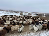 گاو ماده, Simmental cattle — عکس 4