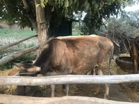 Krava, Skot — foto 4