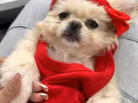 Reyal alıyıcıya endirim olunacaq Golden Pekinisdi üstündə daşıma — عکس 1