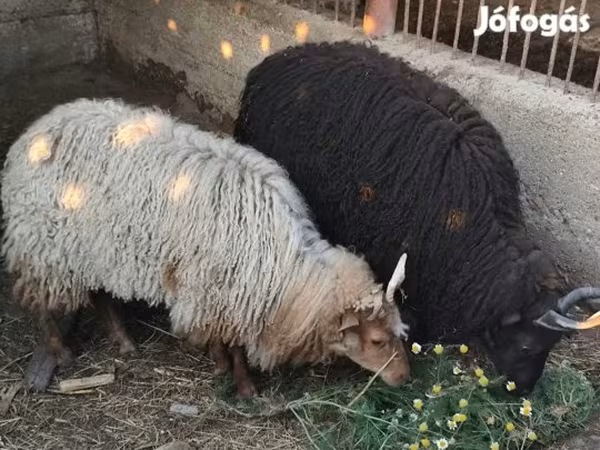 母羊, Racka sheep