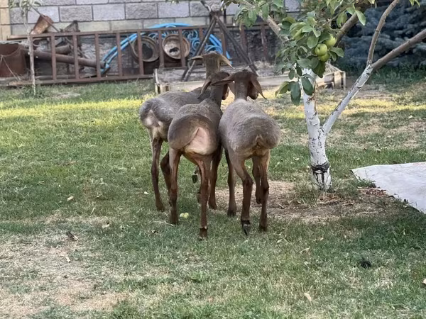 भेड़, Hissar sheep