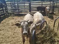 Lembu jantan, Simmental cattle — foto 5