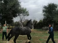 اسب نر, اسب — عکس 5