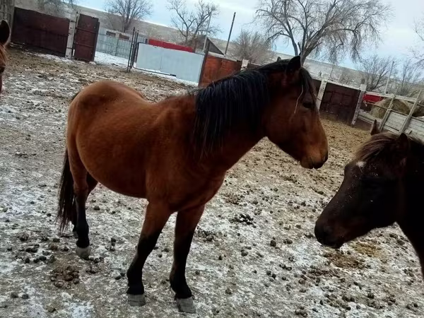 Faras, Kazakh horse