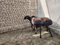 مینڈھا, بھیڑیں — تصویر 5