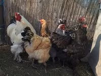 Chickens — zdjęcie 7