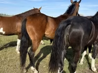 Iapă, Dutch warmblood horse — foto 5