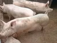Krmača, Крупная белая — fotografija 5