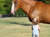 اسب نر, Quarter Horse — عکس 5