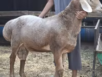 Κριός, Arashan sheep — φωτογραφία 8