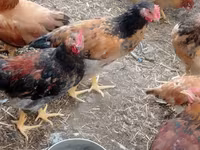 Chickens — φωτογραφία 5