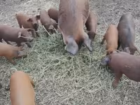 암퇘지, Мангалица — 사진 4