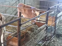 วัวตัวเมีย, Swiss cattle — รูปภาพ 3