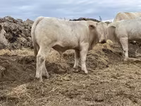 Bulle, Charolais cattle — Foto 6