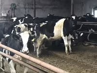황소, Russian Black pied cattle — 사진 2
