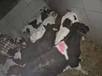 วัวตัวผู้, Simmental cattle — รูปภาพ 1
