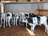 Бух, Russian Black pied cattle — 2 зураг