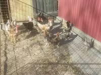 Danish hen — sawirka 3