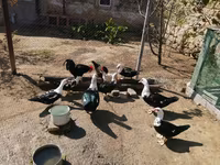 Ducks — foto 2