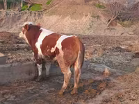 Bik, Simmental cattle — fotografija 1