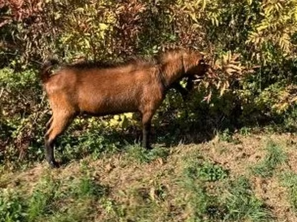 Billy Goat, Alpine goat