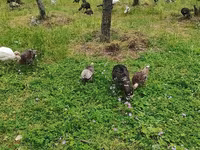 Turkeys — عکس 2