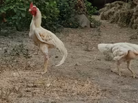 Chickens — عکس 4