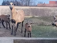 Ovce, Cameroon sheep — foto 1